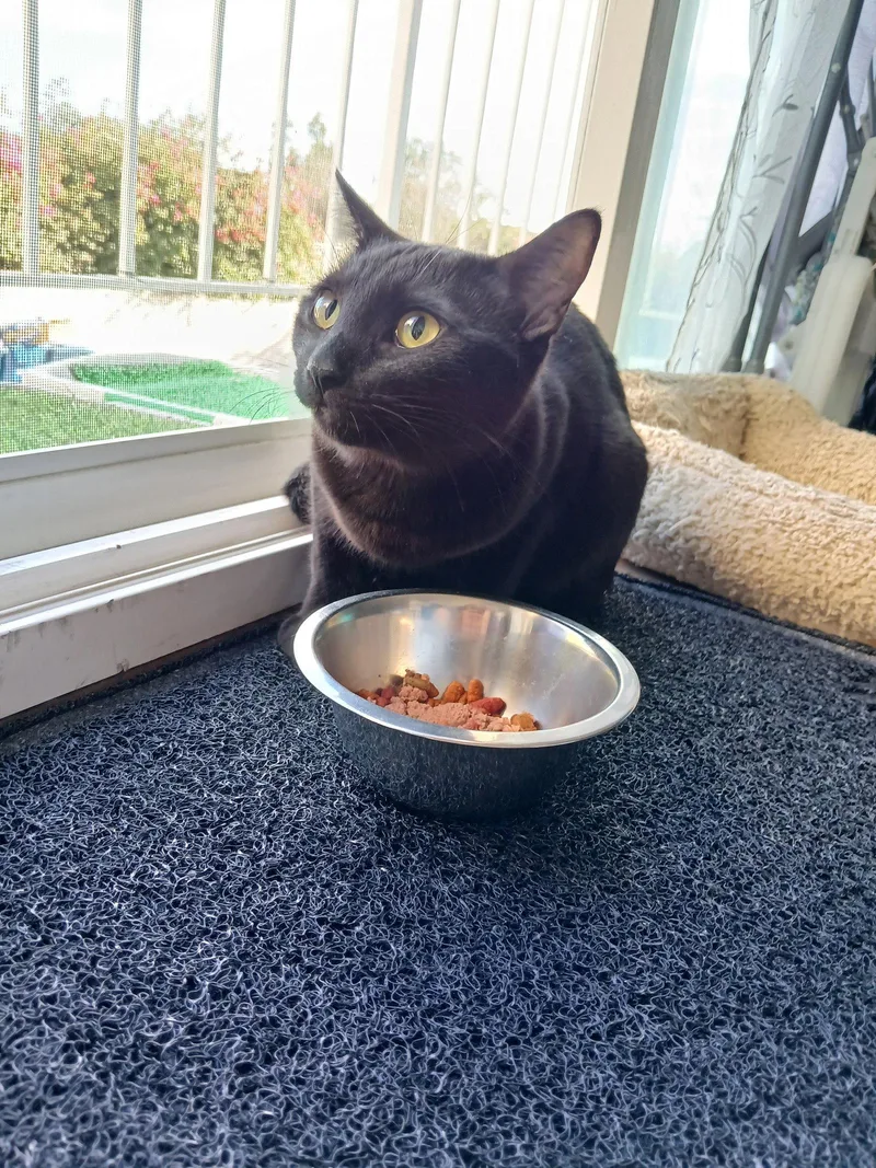 Joan Jett thumbnail 3