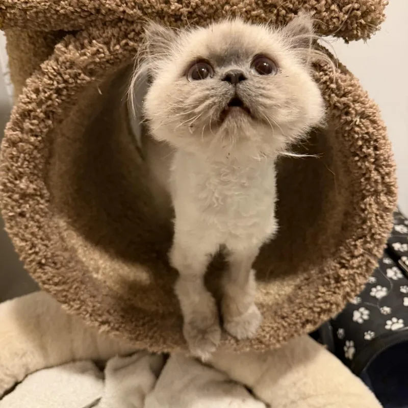 A young small-sized female White Himalayan cat named Mina for adoption in Granville, OH