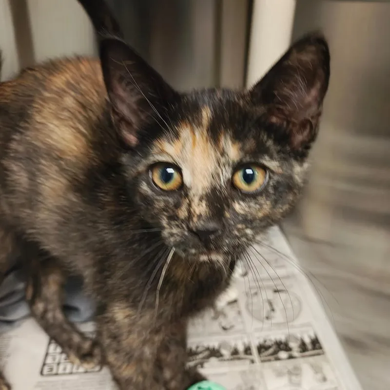A baby small-sized female Tortoiseshell Domestic Short Hair cat named Twiggy for adoption in Hendersonville, NC