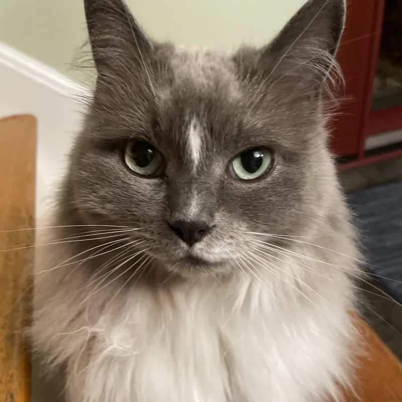 A senior small-sized female Gray / Blue / Silver Ragdoll cat named Jimi for adoption in Pittsburgh, PA