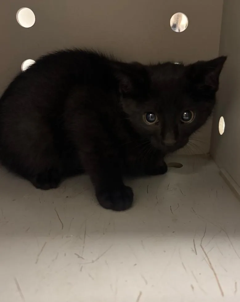 A baby small-sized male Domestic Short Hair cat named Floyd for adoption in Greenfield, IN