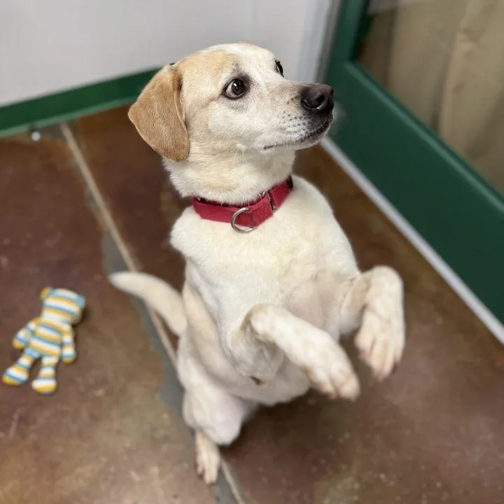 An adult large-sized male Yellow / Tan / Blond / Fawn Hound dog named Angus for adoption in Springfield, MO