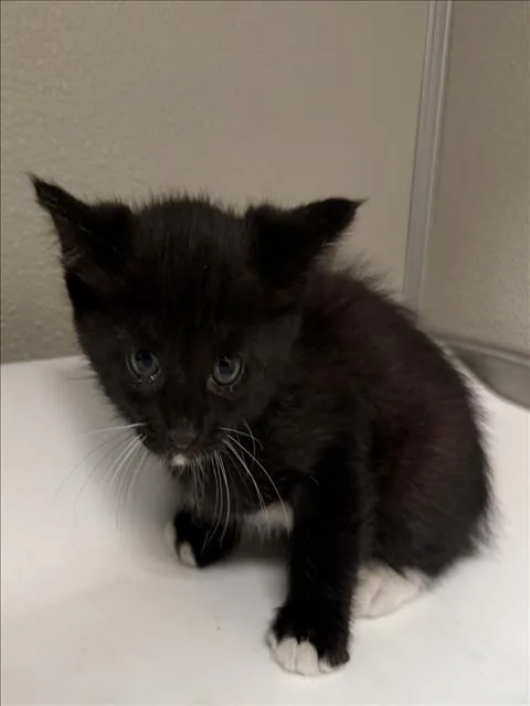 A baby small-sized male Domestic Short Hair cat named Augustus for adoption in Tracy, CA