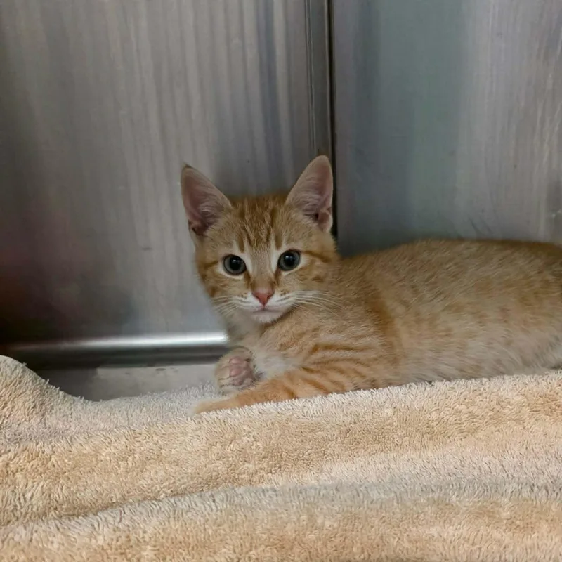 A baby medium-sized male Tabby (Orange / Red) Domestic Short Hair cat named Matthew for adoption in Umatilla, FL