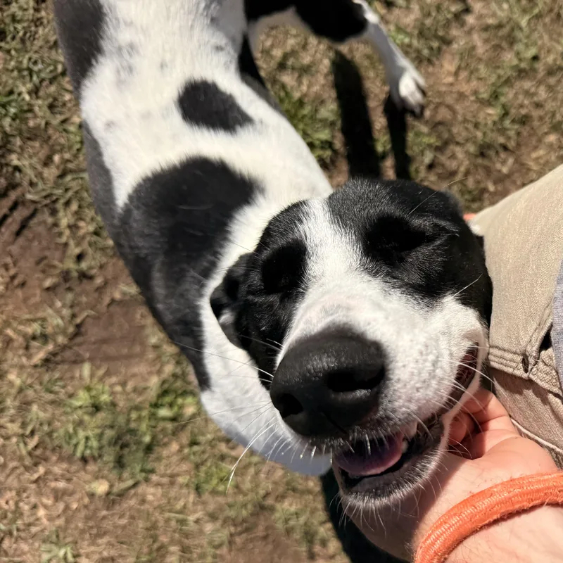 An adult medium-sized female Black Border Collie dog named Precious for adoption in Columbia, SC