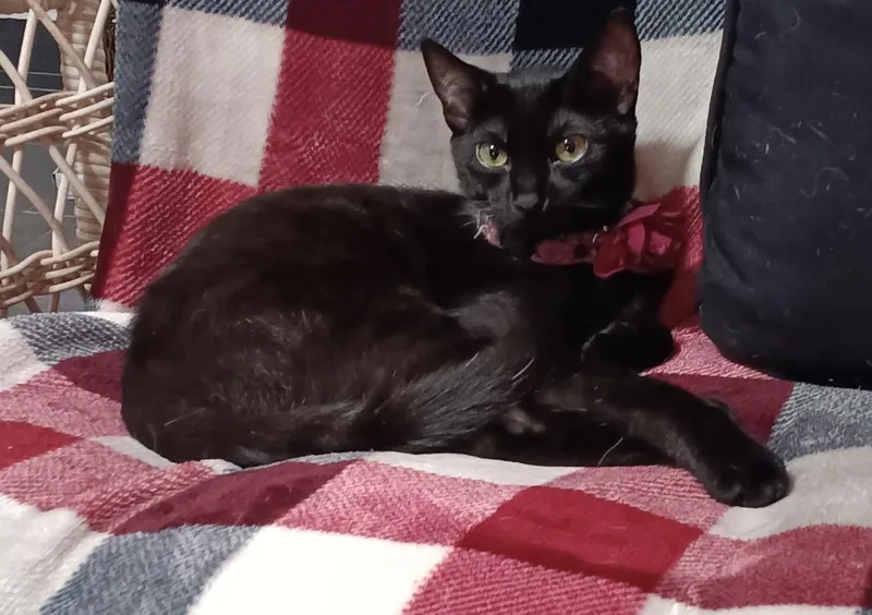 A baby small-sized female Black Domestic Short Hair cat named Boxtop for adoption in Orange, CA
