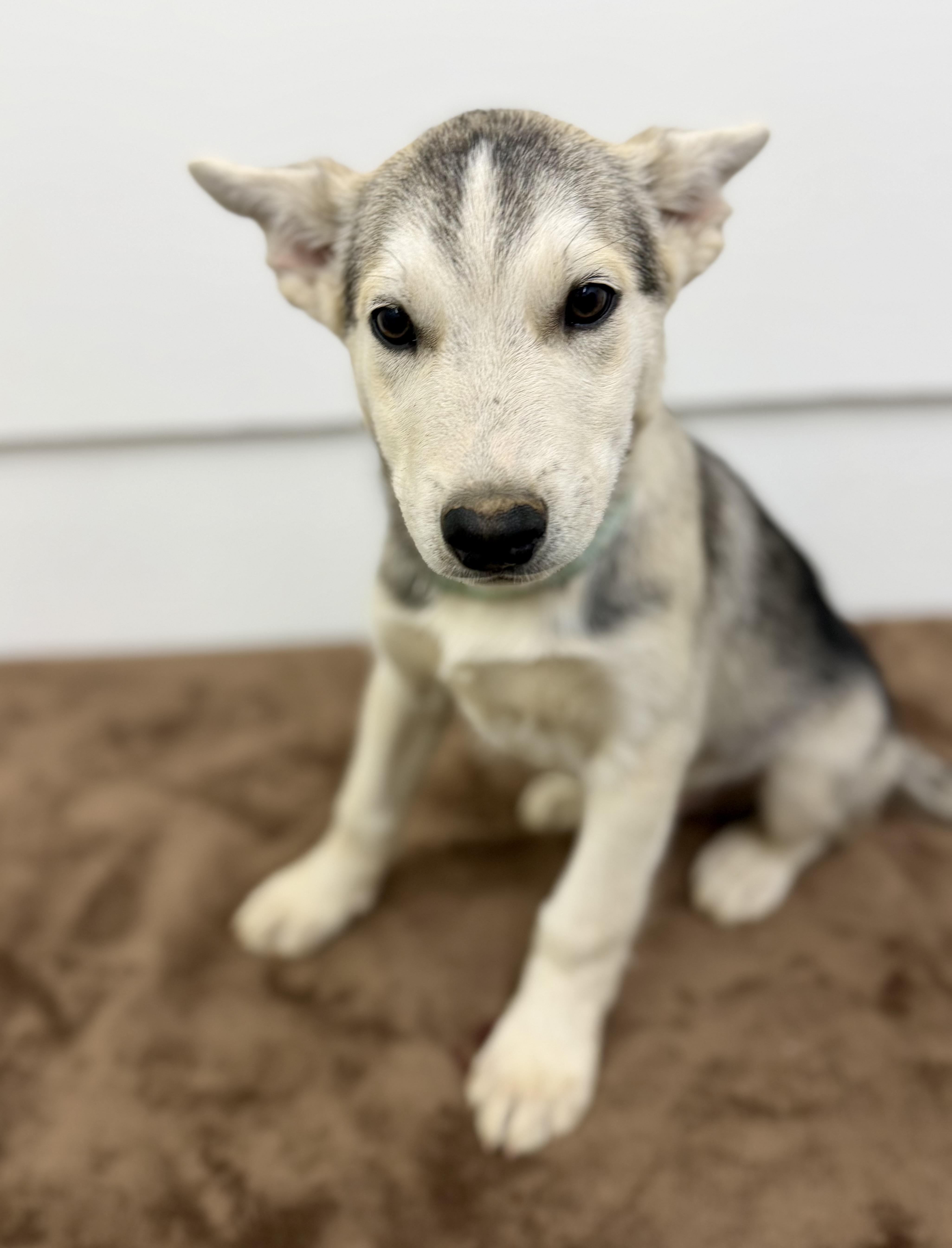A baby large-sized male White / Cream Husky dog named Vago Jr for adoption in Sonora, CA