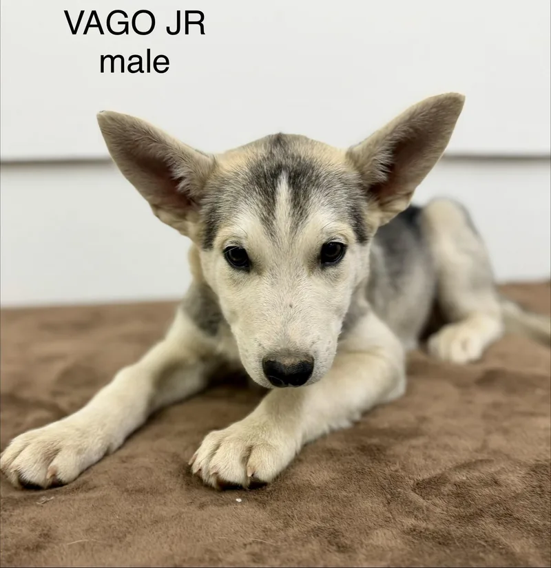 Vago Jr thumbnail 2
