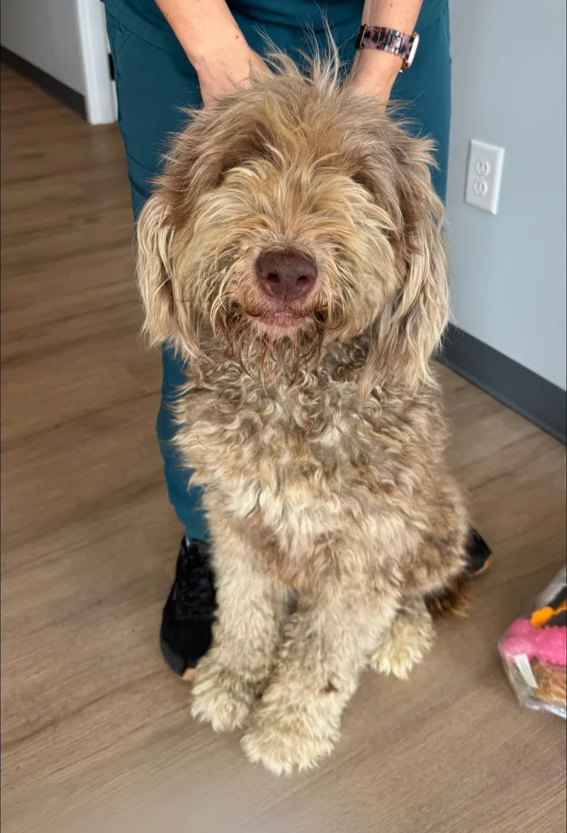 A young medium-sized female Goldendoodle dog named Mollie for adoption in Matthews, NC