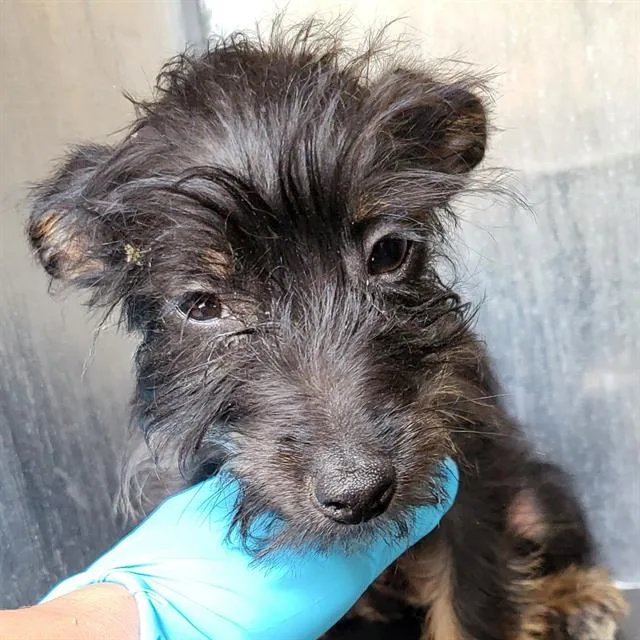 A baby small-sized male Terrier dog named Benson for adoption in San Antonio, TX