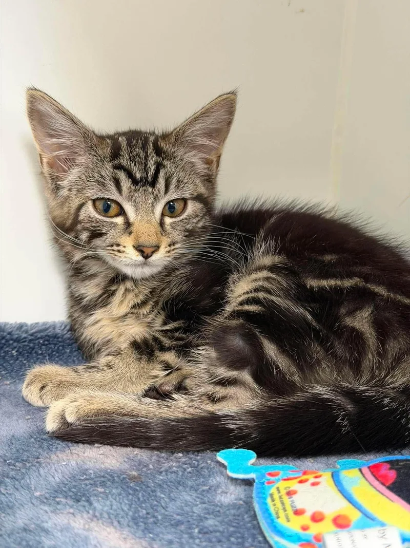 A baby small-sized female Domestic Medium Hair cat named Safety for adoption in Othello, WA