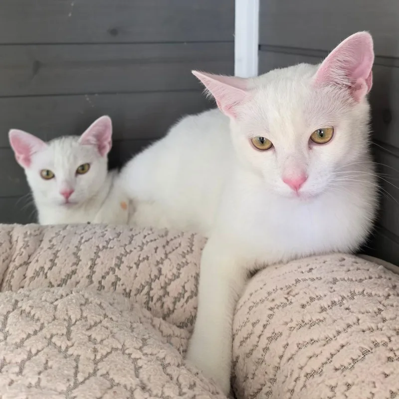 A young medium-sized male White Domestic Short Hair cat named Phantom for adoption in San Diego, CA
