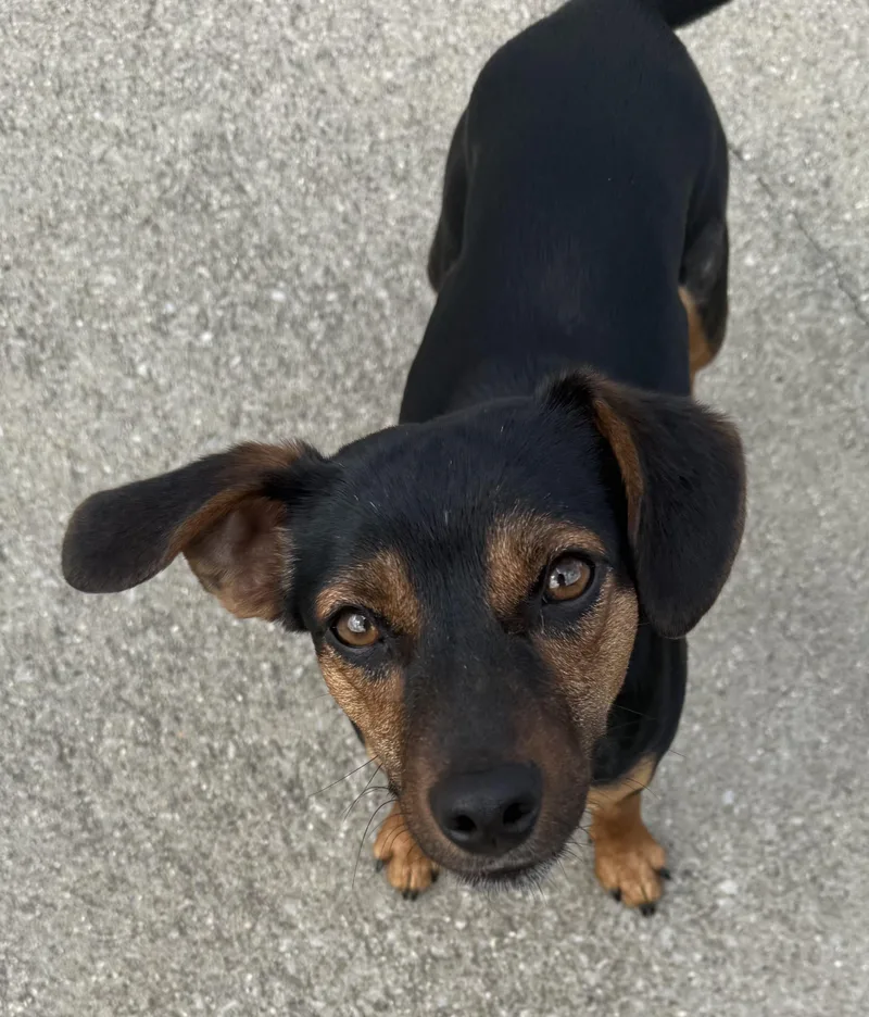 A young small-sized male Bicolor Chiweenie dog named Jake The Chiweenie for adoption in Lexington, KY