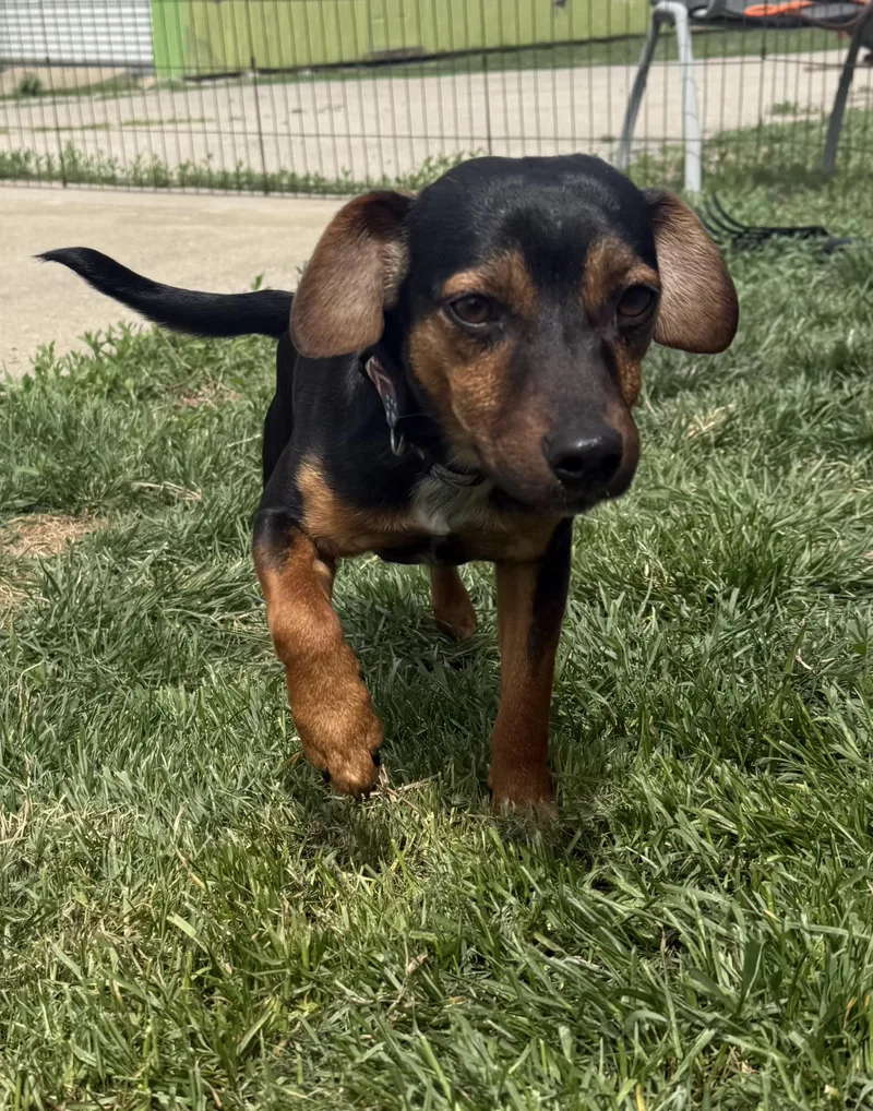 Jake The Chiweenie thumbnail 2