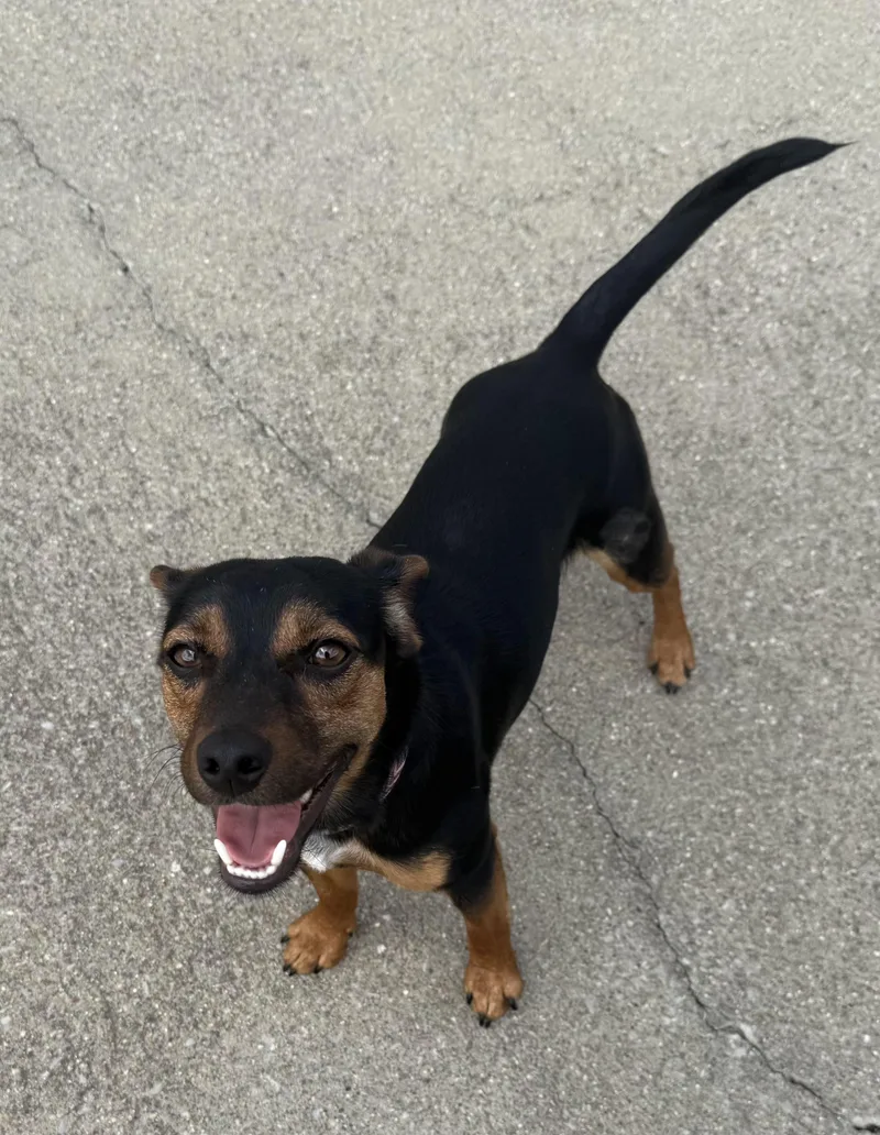 Jake The Chiweenie thumbnail 3