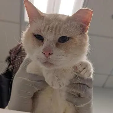 An adult large-sized male Cream / Ivory Domestic Short Hair cat named Frosty for adoption in Jacksonville, FL