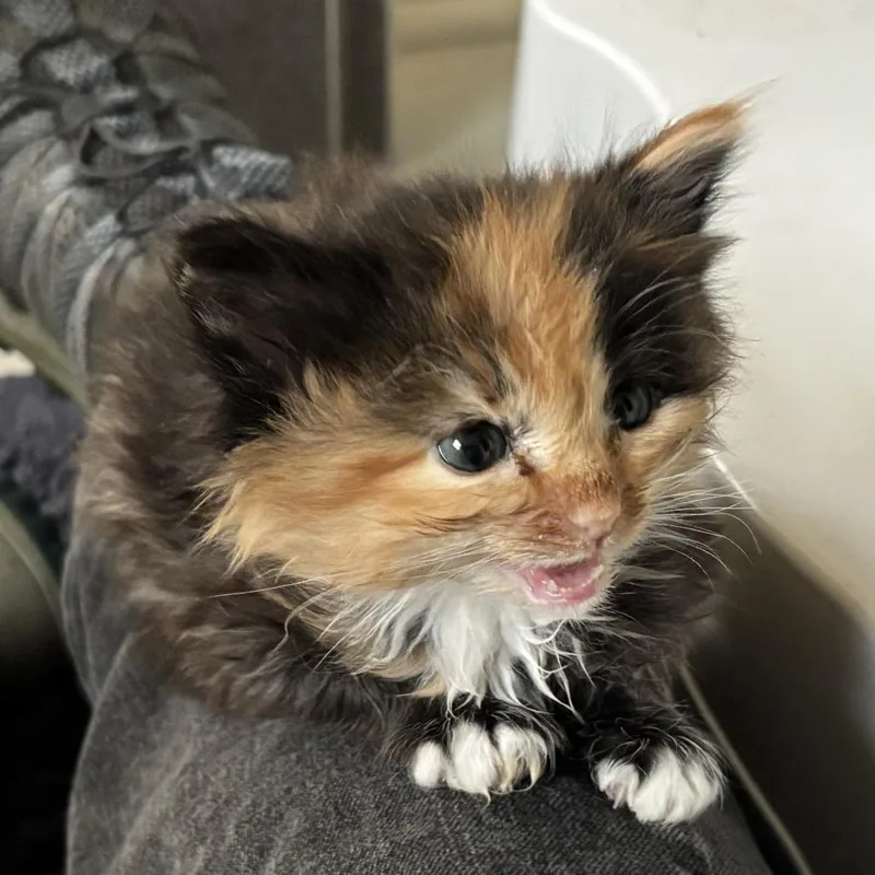 Nutmeg In Frederick  thumbnail 2