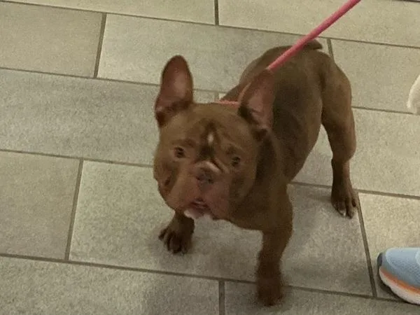 An adult medium-sized male French Bulldog dog named Sasquatch for adoption in Virginia Beach, VA