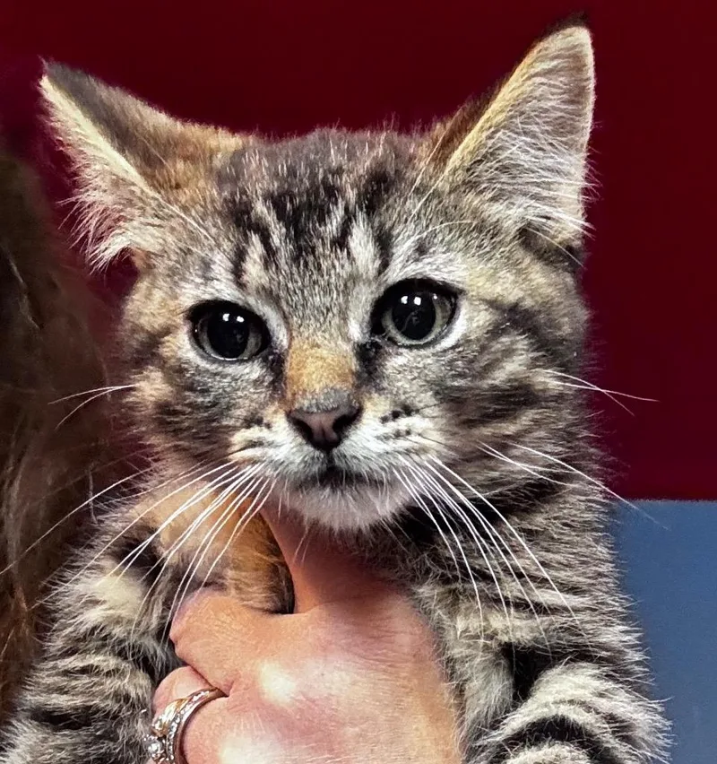 A baby small-sized female Domestic Short Hair cat named Wynonna Brea for adoption in Gorham, ME