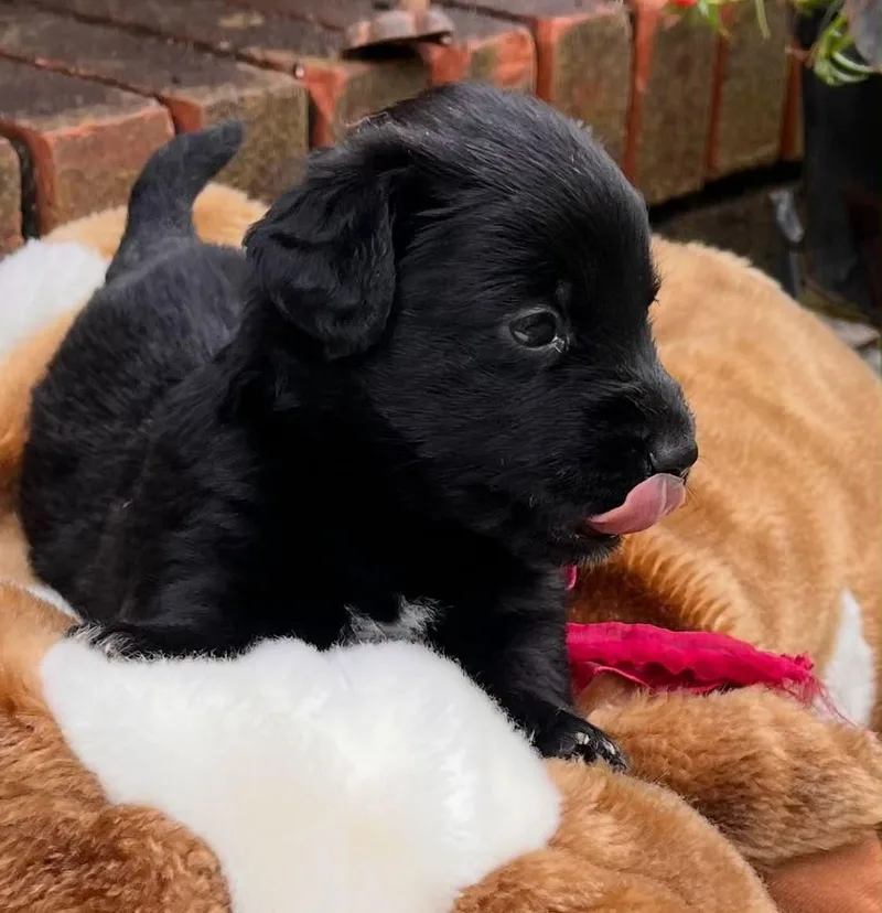 A baby small-sized female Terrier dog named Reese for adoption in Royal Palm Beach, FL