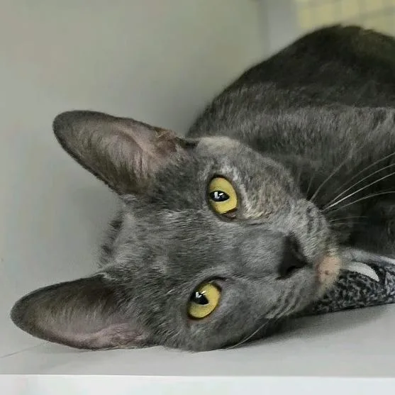 An adult large-sized female Tortoiseshell Domestic Short Hair cat named Tennessee for adoption in Hamburg, NY
