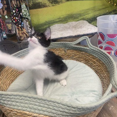 A young small-sized female Domestic Short Hair cat named Gypsy for adoption in Seven Valleys, PA