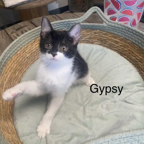 Gypsy thumbnail 2