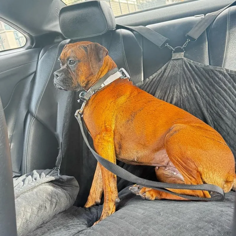 An adult medium-sized female Brindle Boxer dog named Maple for adoption in San Diego, CA