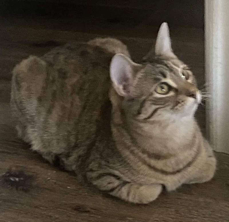 A young small-sized female Domestic Short Hair cat named Glitz for adoption in Dallas, TX