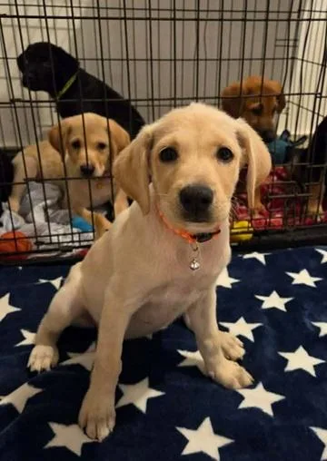 A baby medium-sized female Apricot / Beige Yellow Labrador Retriever dog named Alaska for adoption in Huntington, NY