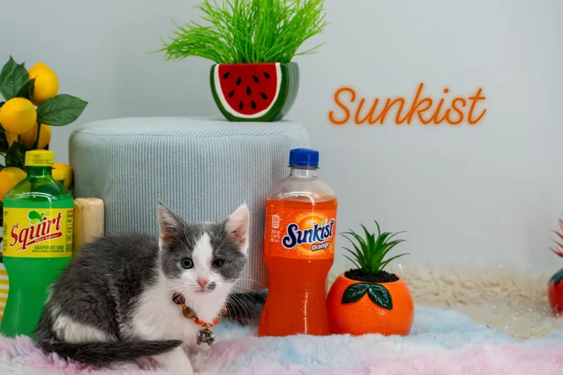 A baby small-sized female Gray & White Domestic Short Hair cat named Sunkist for adoption in Sevierville, TN