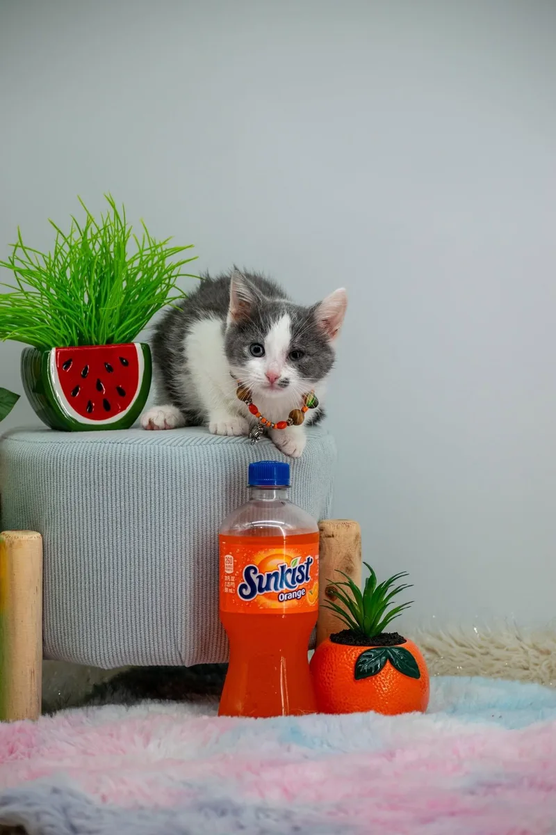 Sunkist thumbnail 2