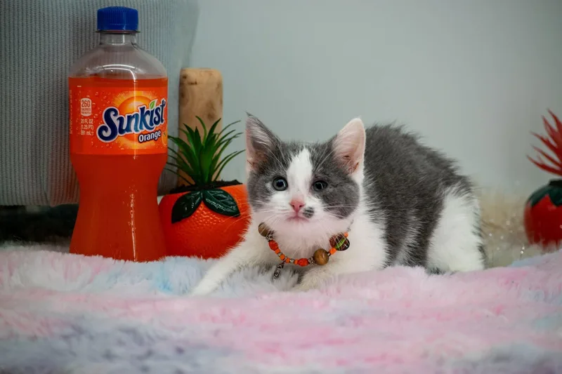 Sunkist thumbnail 3