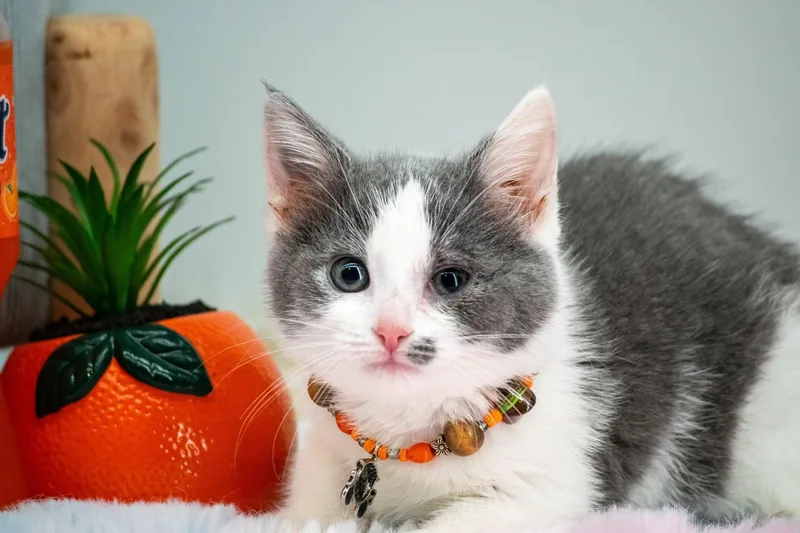 Sunkist thumbnail 4