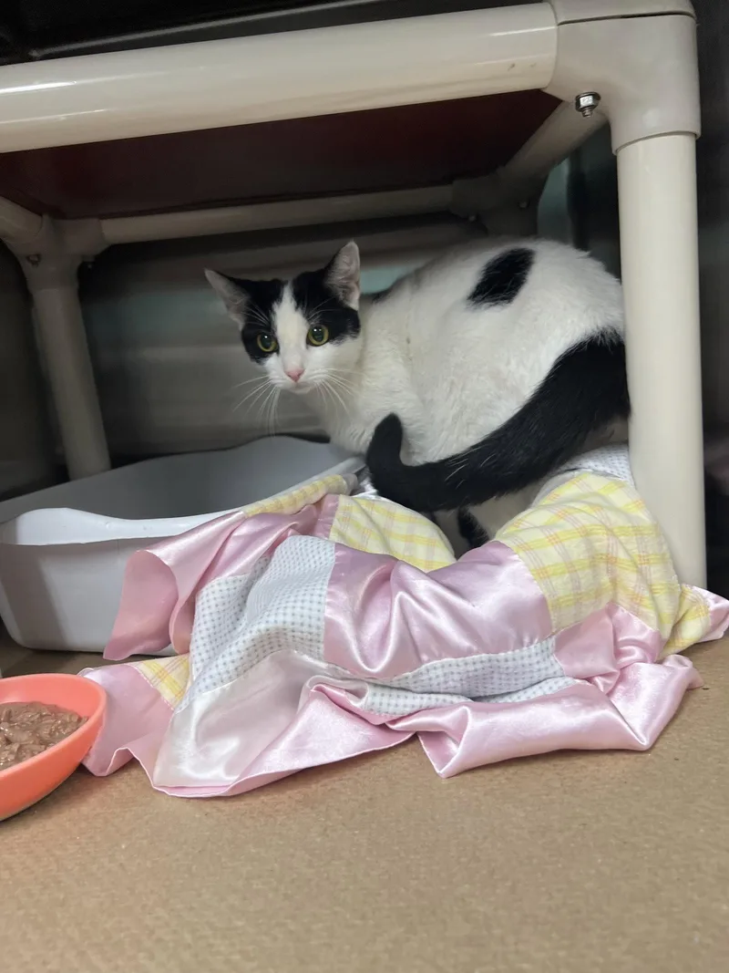 An adult medium-sized female Black & White / Tuxedo Domestic Short Hair cat named Flower for adoption in Trenton, NJ