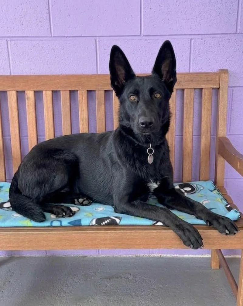 An adult large-sized female Shepherd dog named Gracie for adoption in North Prairie, WI