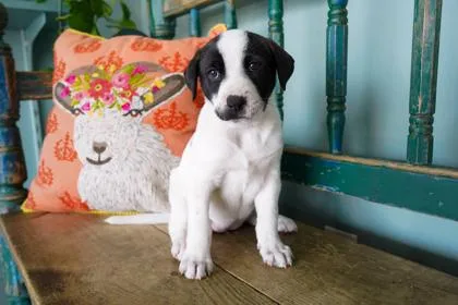 A baby small-sized female Labrador Retriever dog named Little Miss for adoption in San Antonio, TX