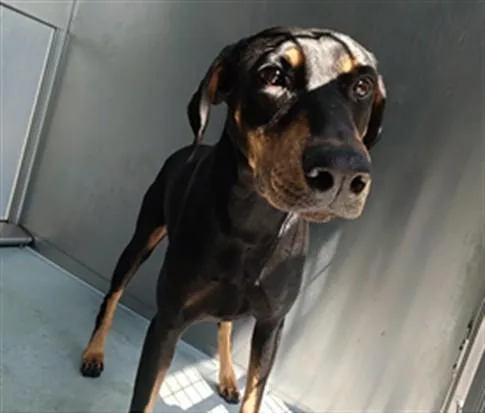 An adult large-sized male Doberman Pinscher dog named Bones for adoption in Baldwin Park, CA