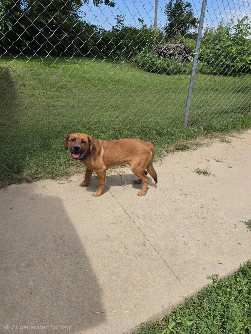 A young medium-sized male Mixed Breed dog named Elmer for adoption in Maquoketa, IA