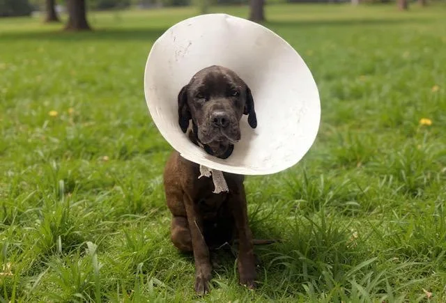 A young large-sized male Mastiff dog named Riccardo for adoption in Lancaster, CA