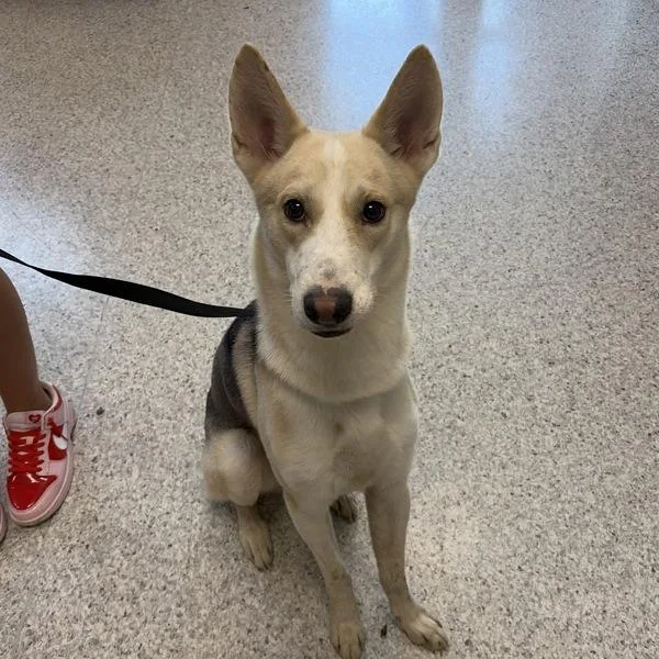 An adult medium-sized female German Shepherd Dog named Auggie for adoption in Des Moines, IA