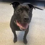 An adult medium-sized male Brindle Mixed Breed dog named Duke for adoption in Lansing, MI