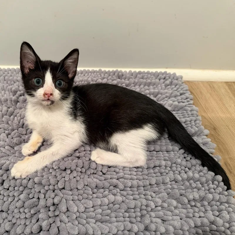 A baby small-sized male Black Domestic Short Hair cat named Berliose for adoption in Santa Fe, TX