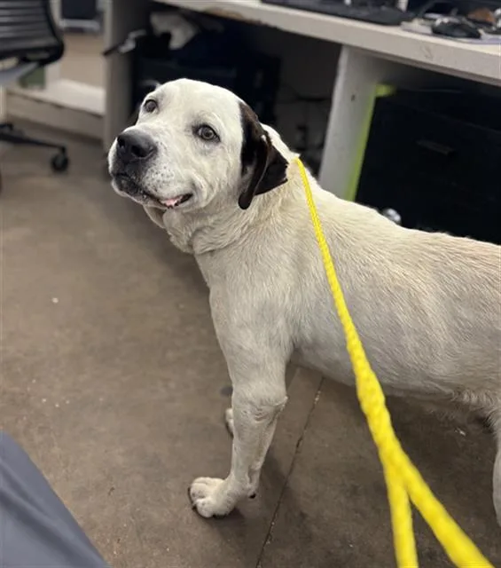 An adult large-sized male Mixed Breed dog named Julio for adoption in Dallas, TX