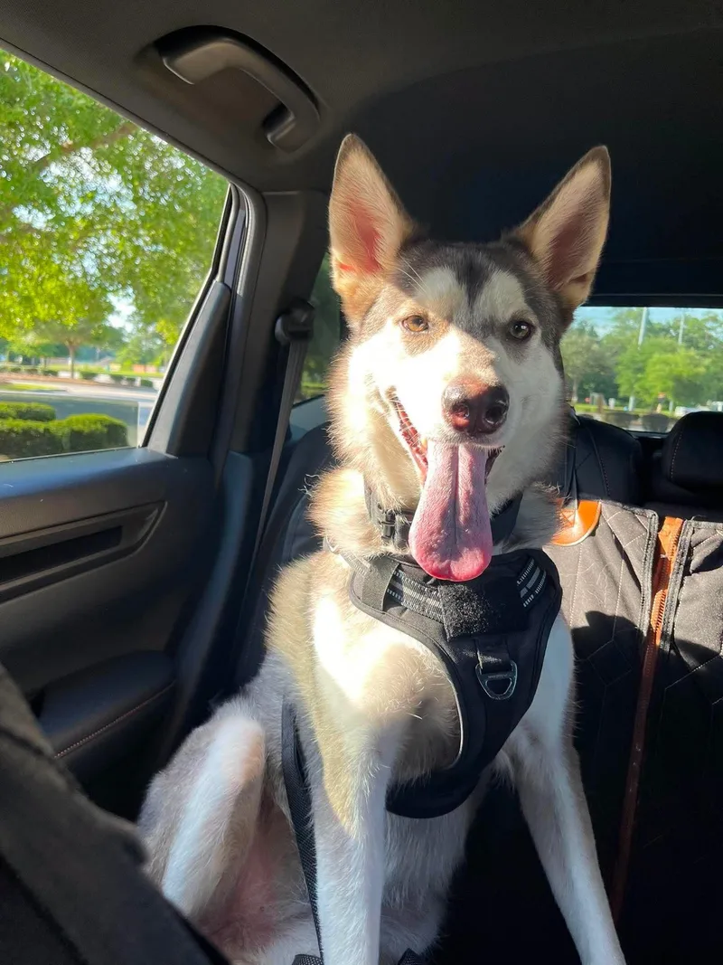 Koda