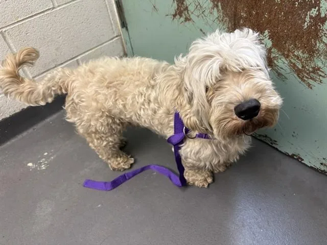 An adult large-sized male Terrier dog named James for adoption in Antioch, CA