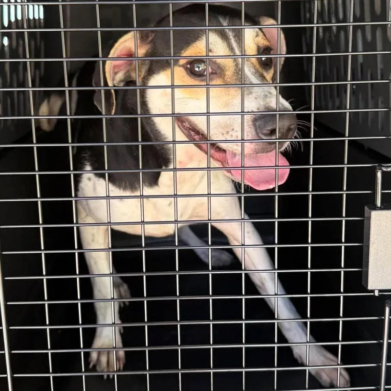 An adult small-sized male Black Mixed Breed dog named Prospero Stray Hold for adoption in Huntington, WV