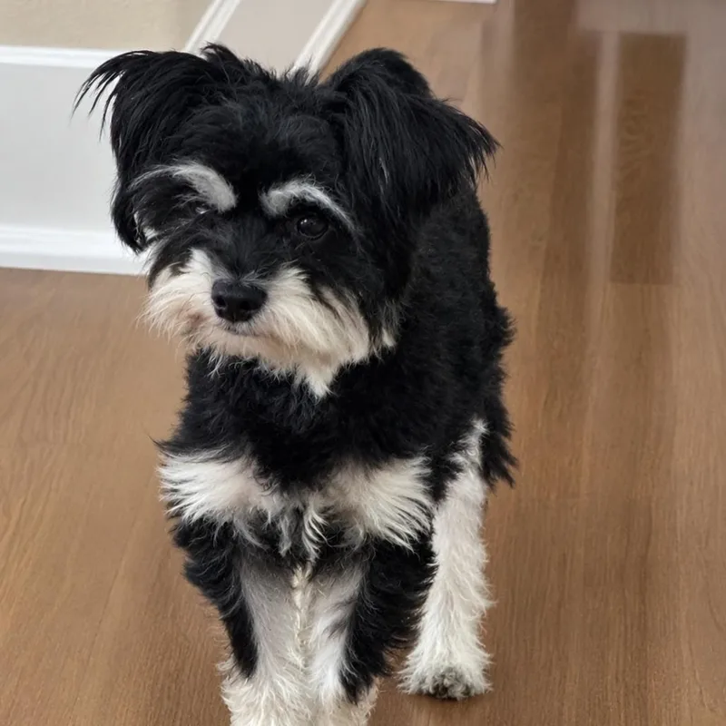 An adult small-sized female Black Terrier dog named Marisol for adoption in Las Vegas, NV