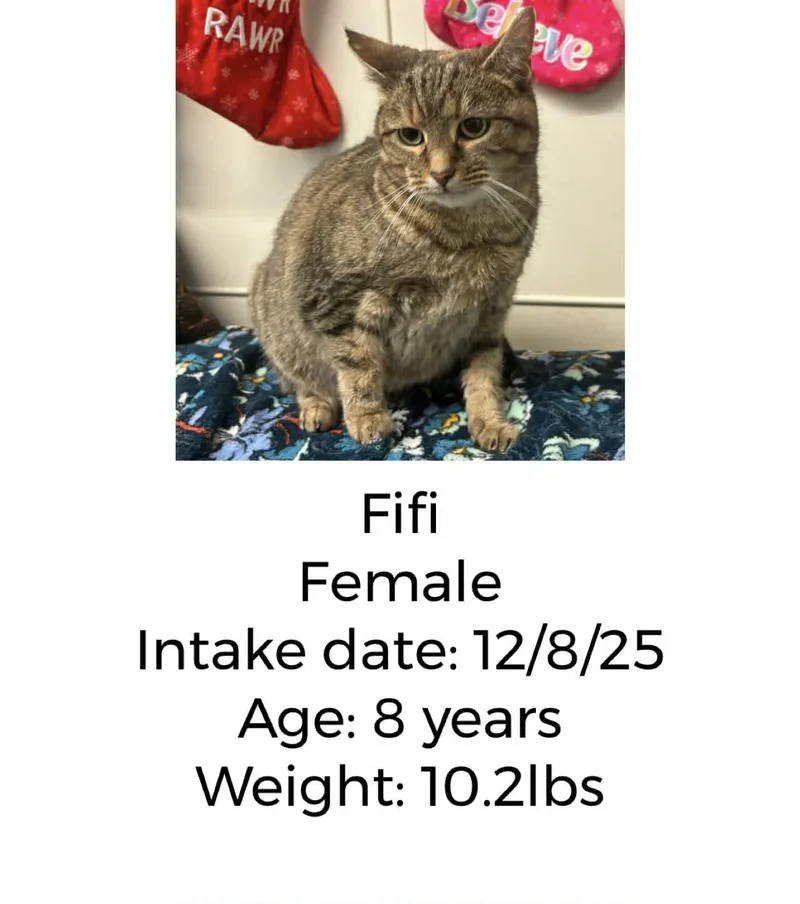 Fifi