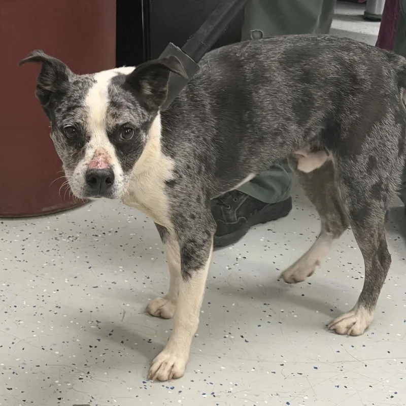An adult small-sized male Cattle Dog dog named Cyrus for adoption in Marion, VA